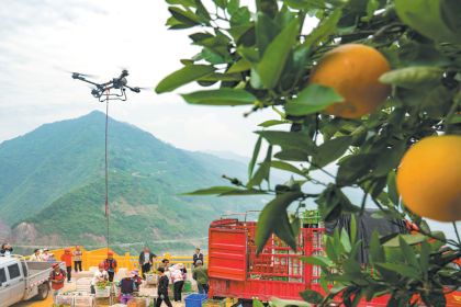 Tecnologia agrícola revoluciona plantações e melhora a qualidade de hortaliças em Hubei, China.